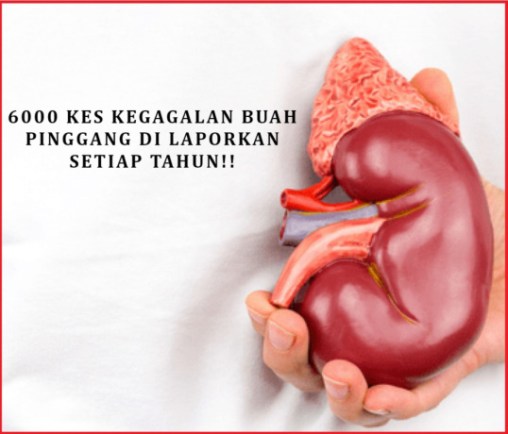 fakta-pesakit-buah-pinggang